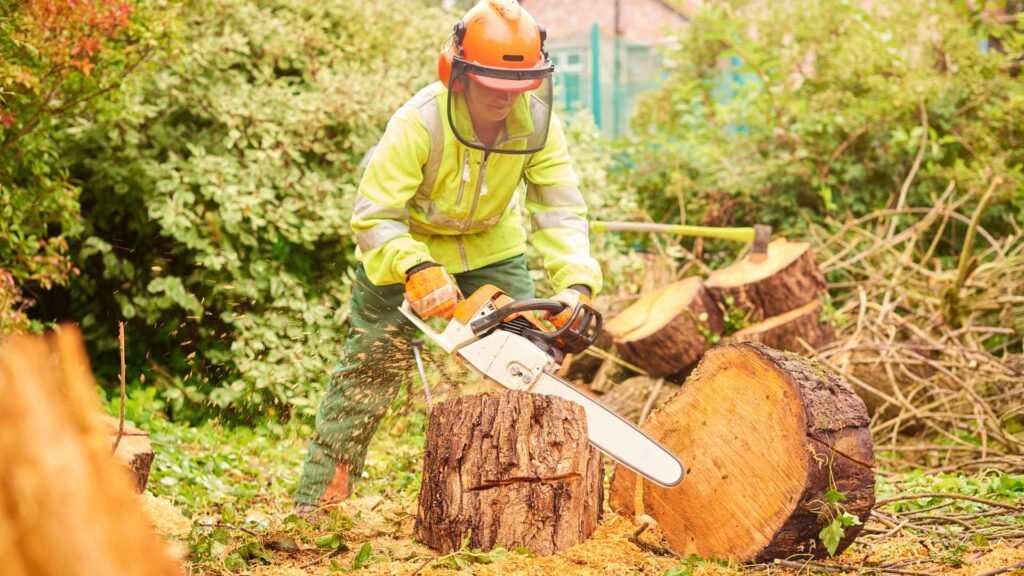 Arborist In San Antonio