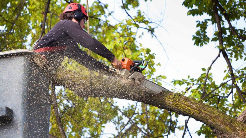 Arborist Services