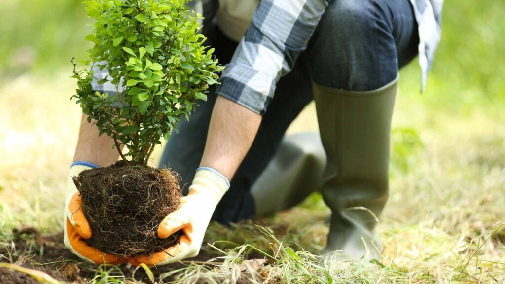 Tree Planting