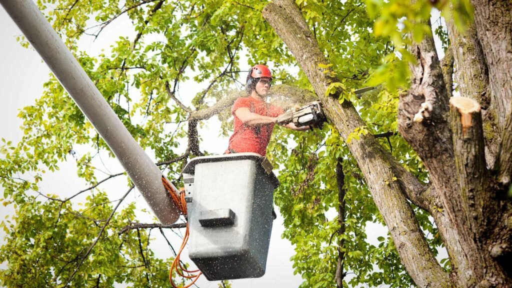 Tree Removal