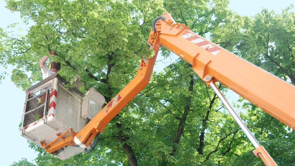 Tree Trimming